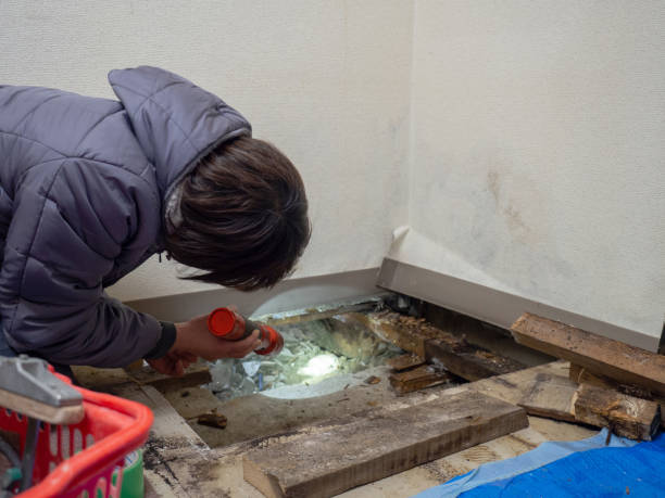 Best Mold Remediation for Healthcare Facilities  in Manistique, MI