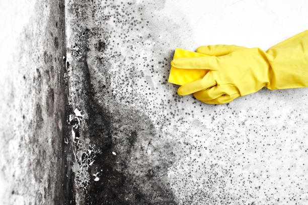 Best Basement Mold Removal  in Manistique, MI